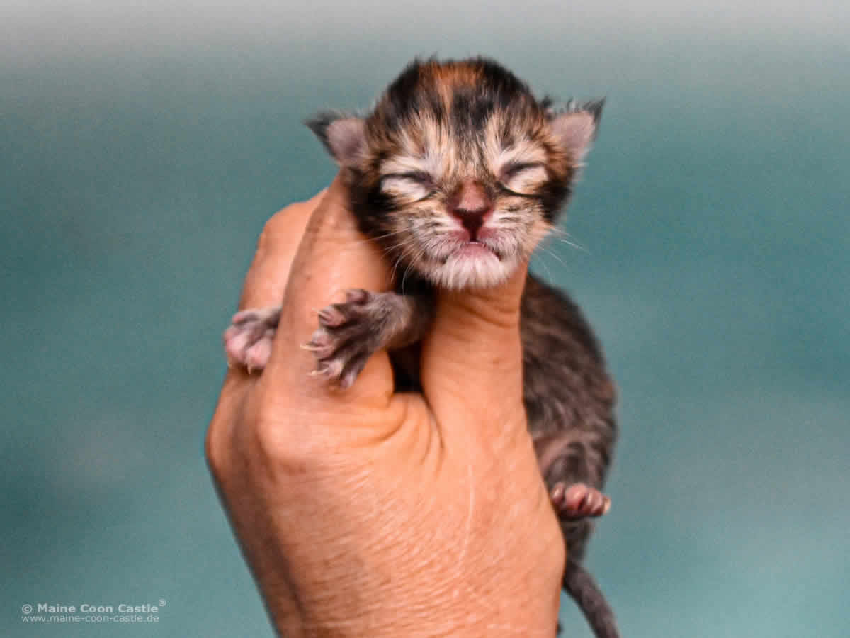 Y3 Mila 1 Tag alt Maine Coon Kitten Y3 Mila 1 Tag alt