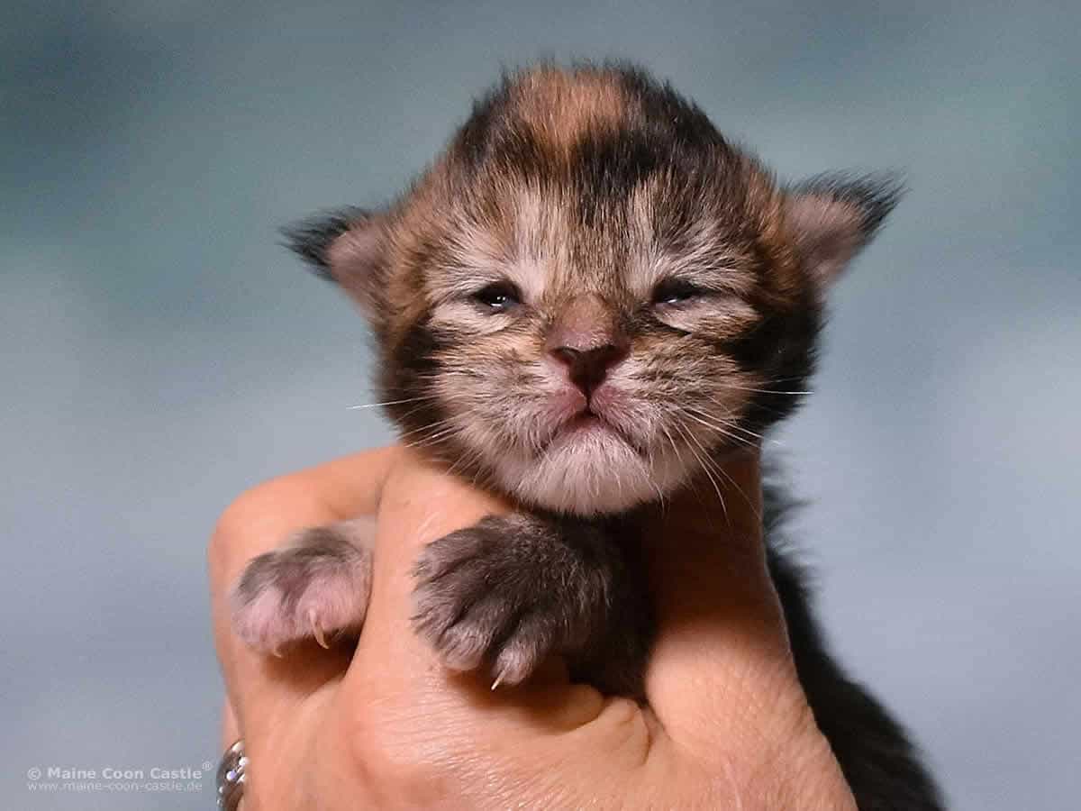 Y3 Mila 1 Woche alt, 250 g Maine Coon Kitten Y3 Mila 1 Woche alt