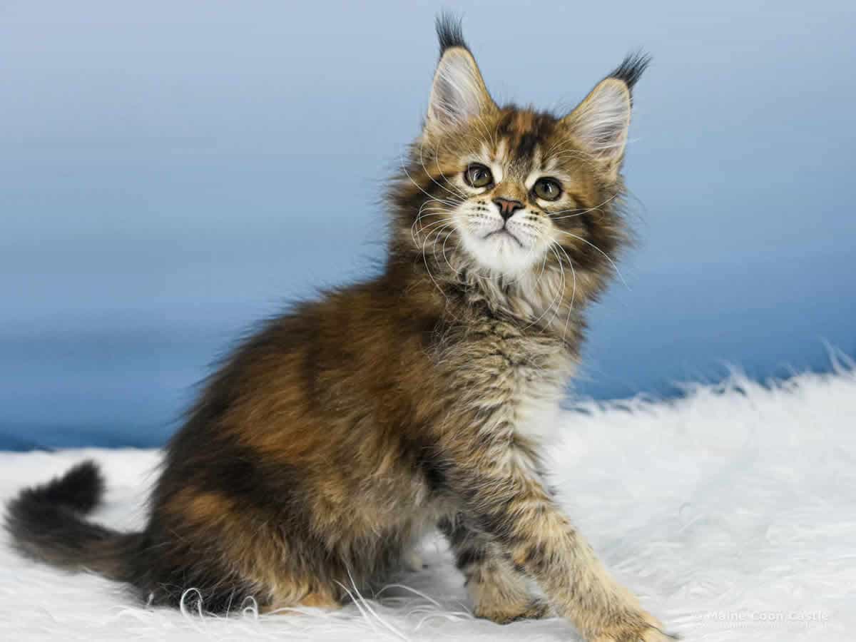 Y3 Mila 10 Wochen alt, 1430 g Maine Coon Kitten Y3 Mila 10 Wochen alt