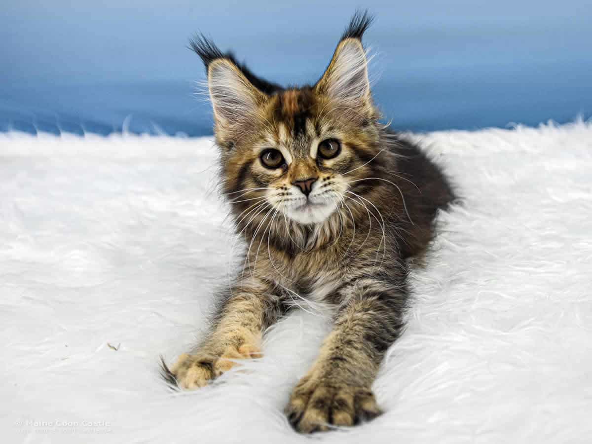 Y3 Mila 12 Wochen alt, 1700 g Maine Coon Kitten Y3 Mila 12 Wochen alt