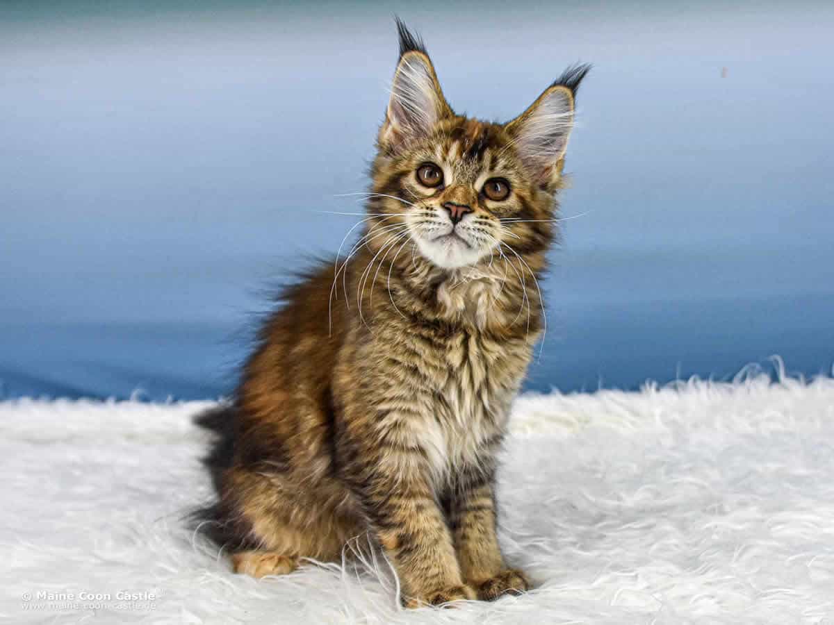 Y3 Mila of Maine Coon Castle Y3 Mila of Maine Coon Castle