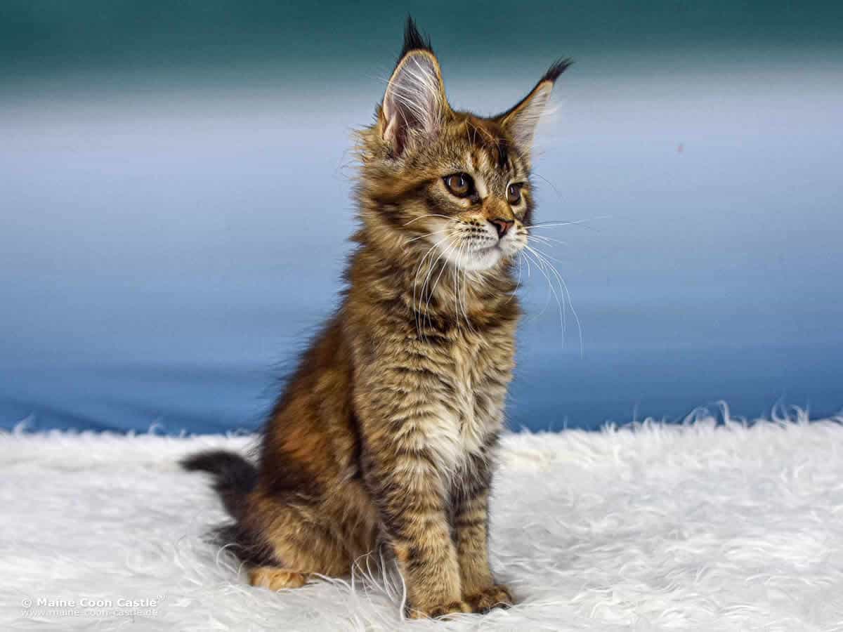 Lady Y3 Mila 14 Wochen alt, 2055 g Maine Coon Kitten Y3 Mila 14 Wochen alt