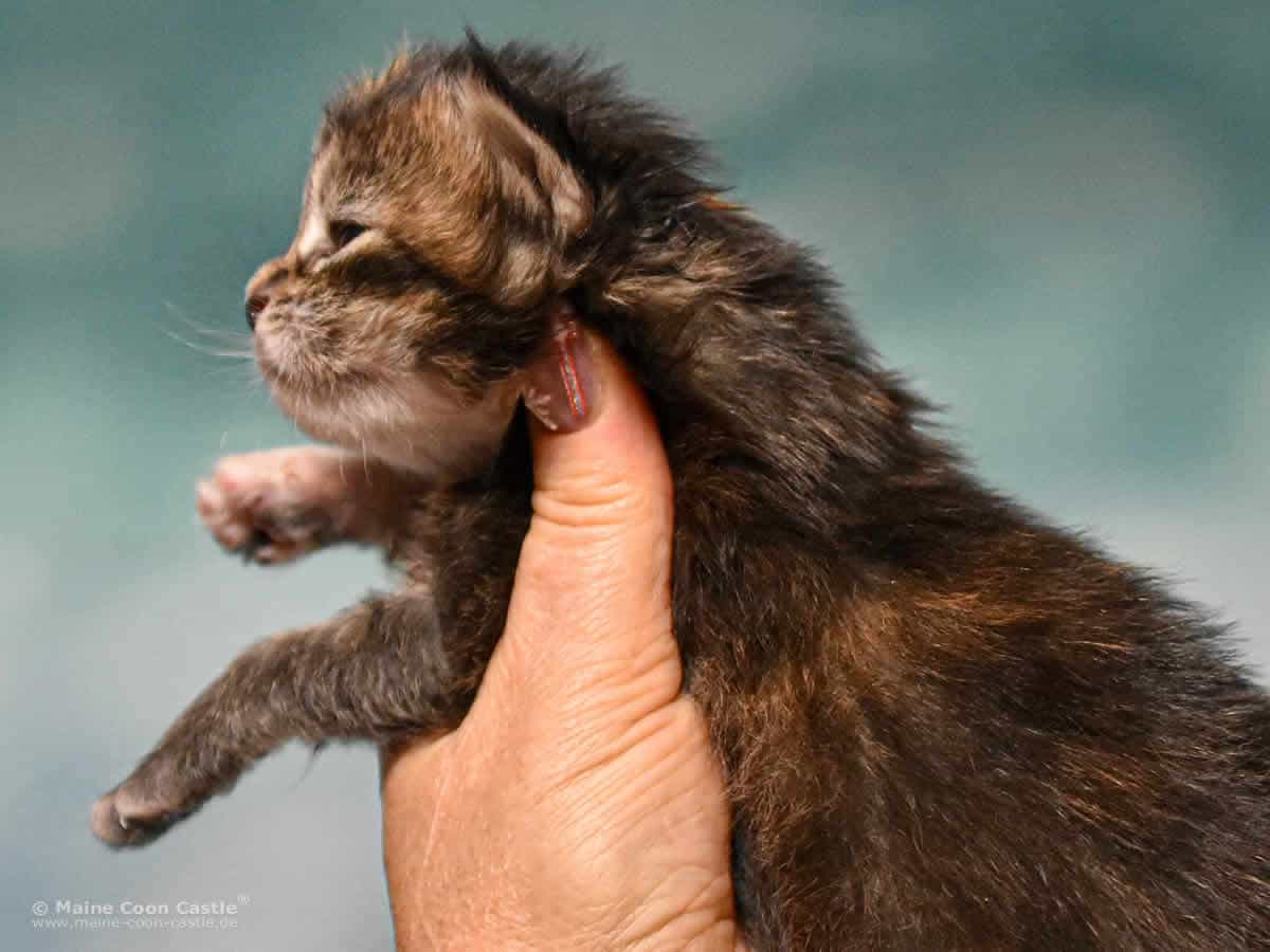 Y3 Mila 2 Wochen alt Maine Coon Kitten Y3 Mila 2 Wochen alt