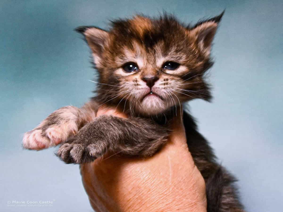 Y3 Mila 3 Wochen alt, 502 g Maine Coon Kitten Y3 Mila 3 Wochen alt