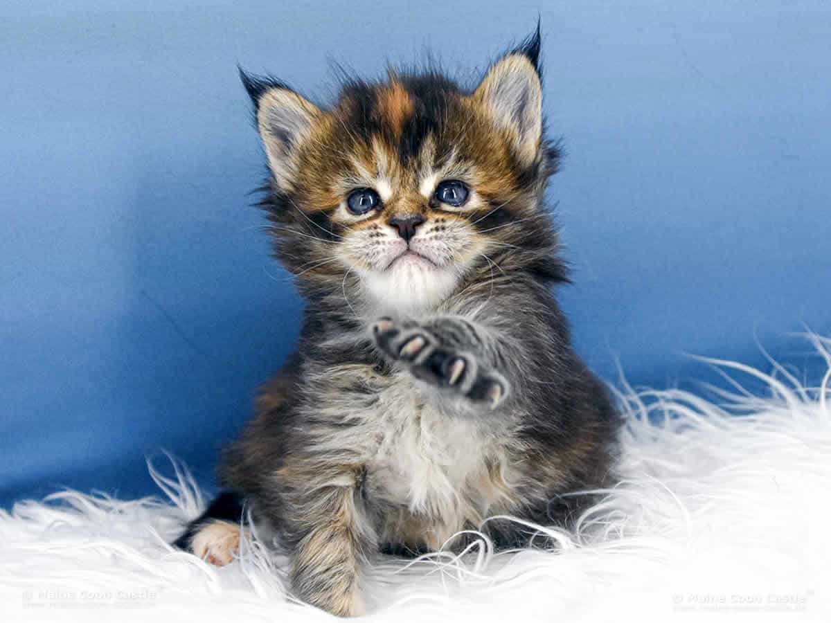 Y3 Mila 4 Wochen alt, 621 g Maine Coon Kitten Y3 Mila 4 Wochen alt