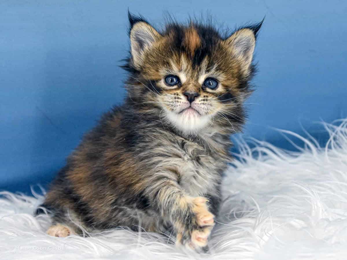 Y3 Mila 4 Wochen alt, 621 g Maine Coon Kitten Y3 Mila 4 Wochen alt