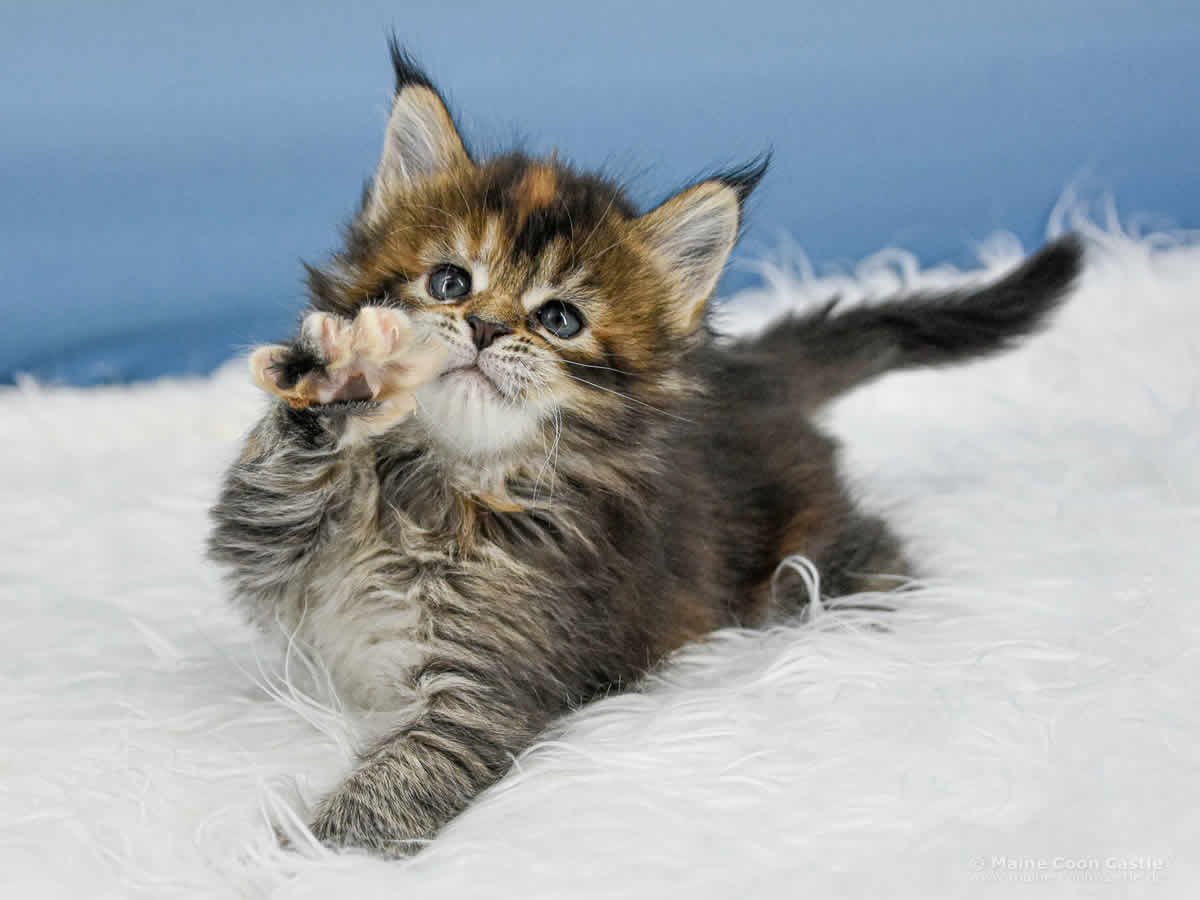 Y3 Mila 5 Wochen alt, 713 g Maine Coon Kitten Y3 Mila 5 Wochen alt