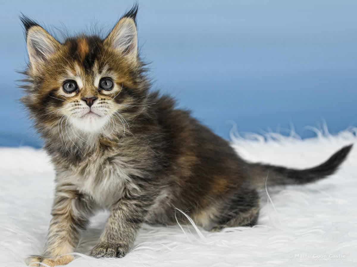 Y3 Mila 6 Wochen alt, 841 g Maine Coon Kitten Y3 Mila 6 Wochen alt