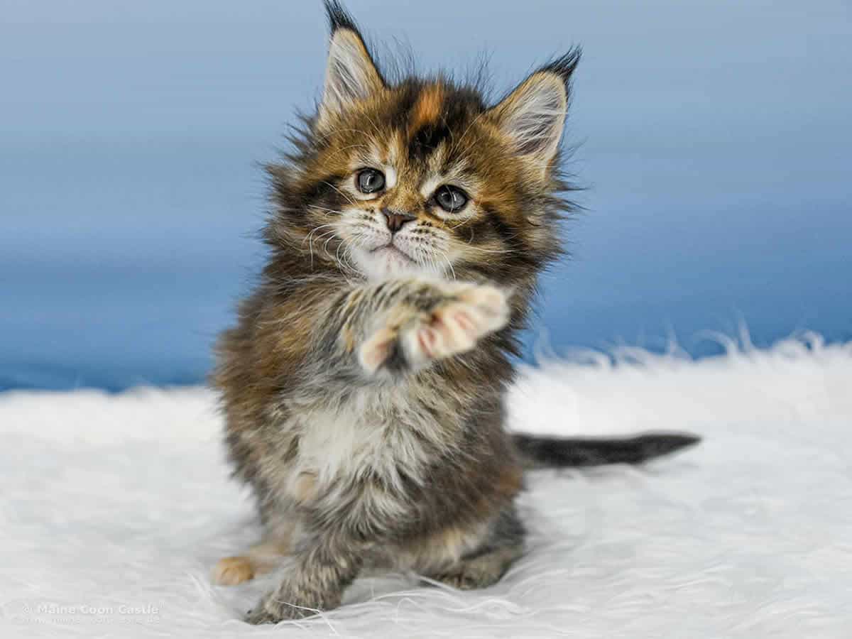 Y3 Mila 6 Wochen alt, 841 g Maine Coon Kitten Y3 Mila 6 Wochen alt