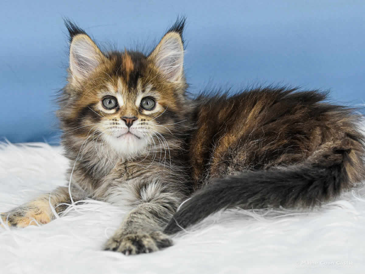 Y3 Mila 7 Wochen alt, 990 g Maine Coon Kitten Y3 Mila 7 Wochen alt