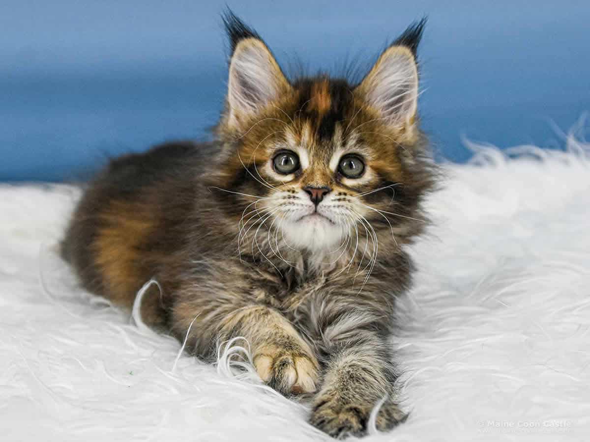 Y3 Mila 8 Wochen alt, 1148 g Maine Coon Kitten Y3 Mila 8 Wochen alt