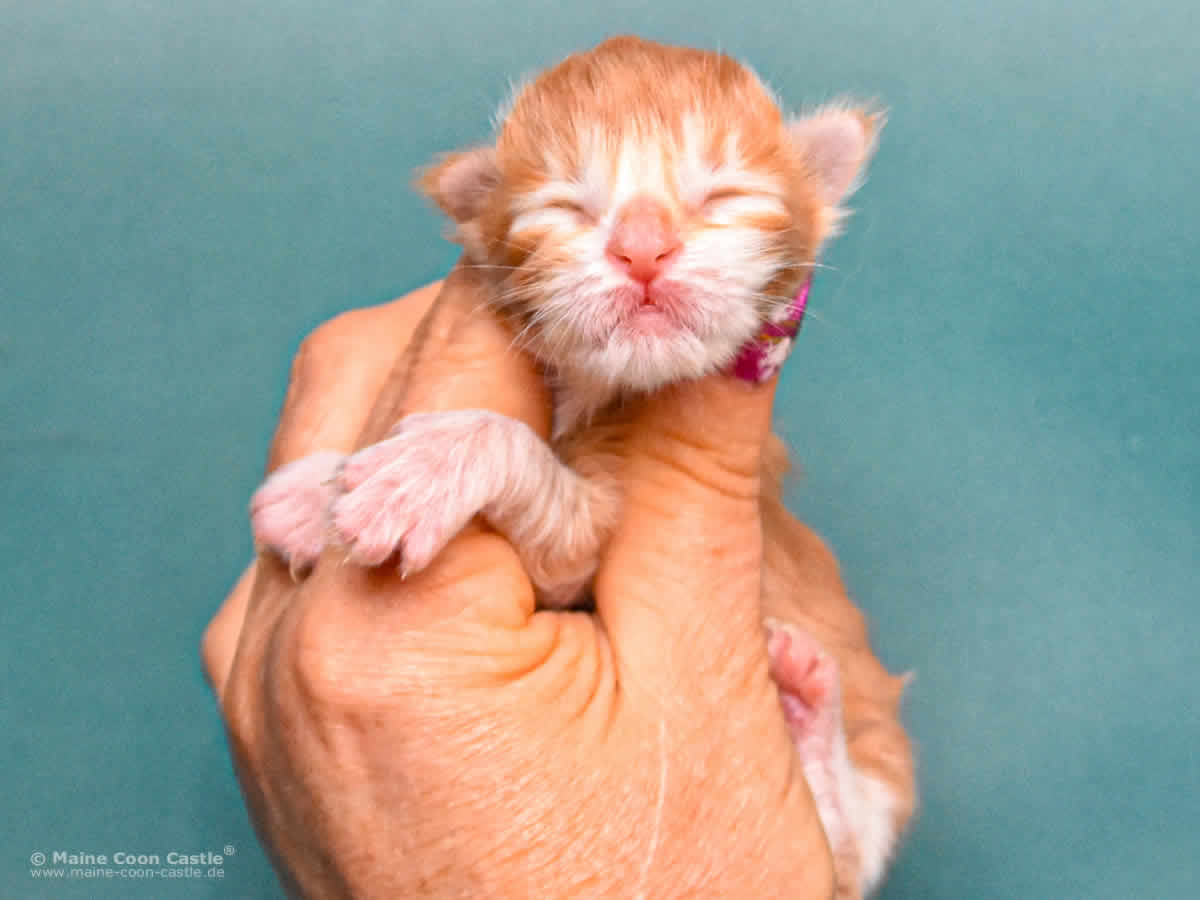 Y3 Sascha 1 Tag alt Maine Coon Kitten Y3 Sascha 1 Tag alt