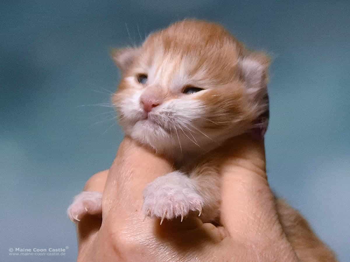 Y3 Sascha of Maine Coon Castle Y3 Sascha of Maine Coon Castle