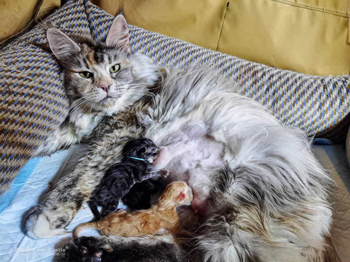 Maine Coon Katze Daisy und ihre Babys Maine Coon Katze Daisy und ihre Babys im Wurfsturdi