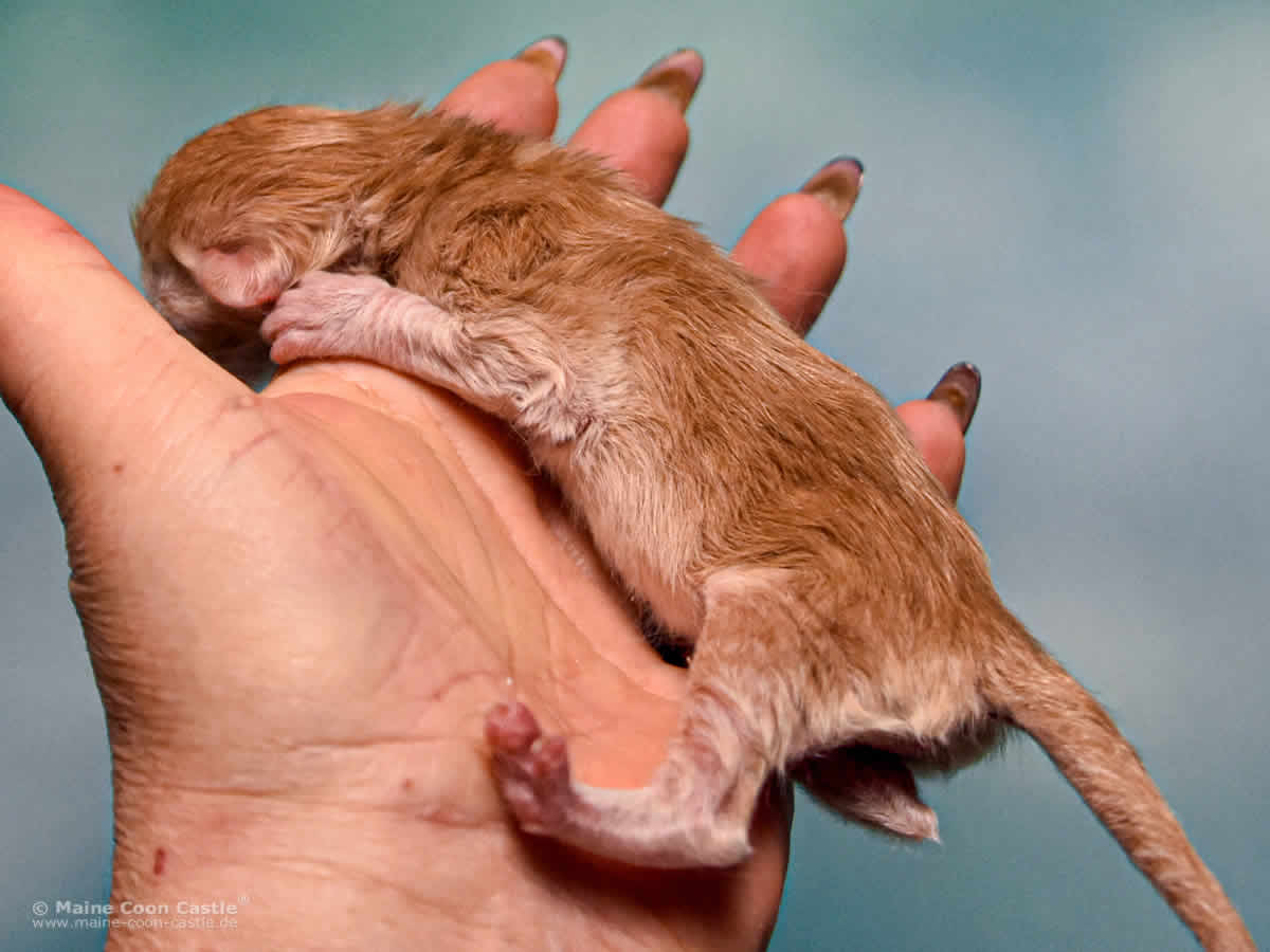 Z3 Zain 1 Tag alt Maine Coon Katzenbaby Z3 Zain 1 Tag alt