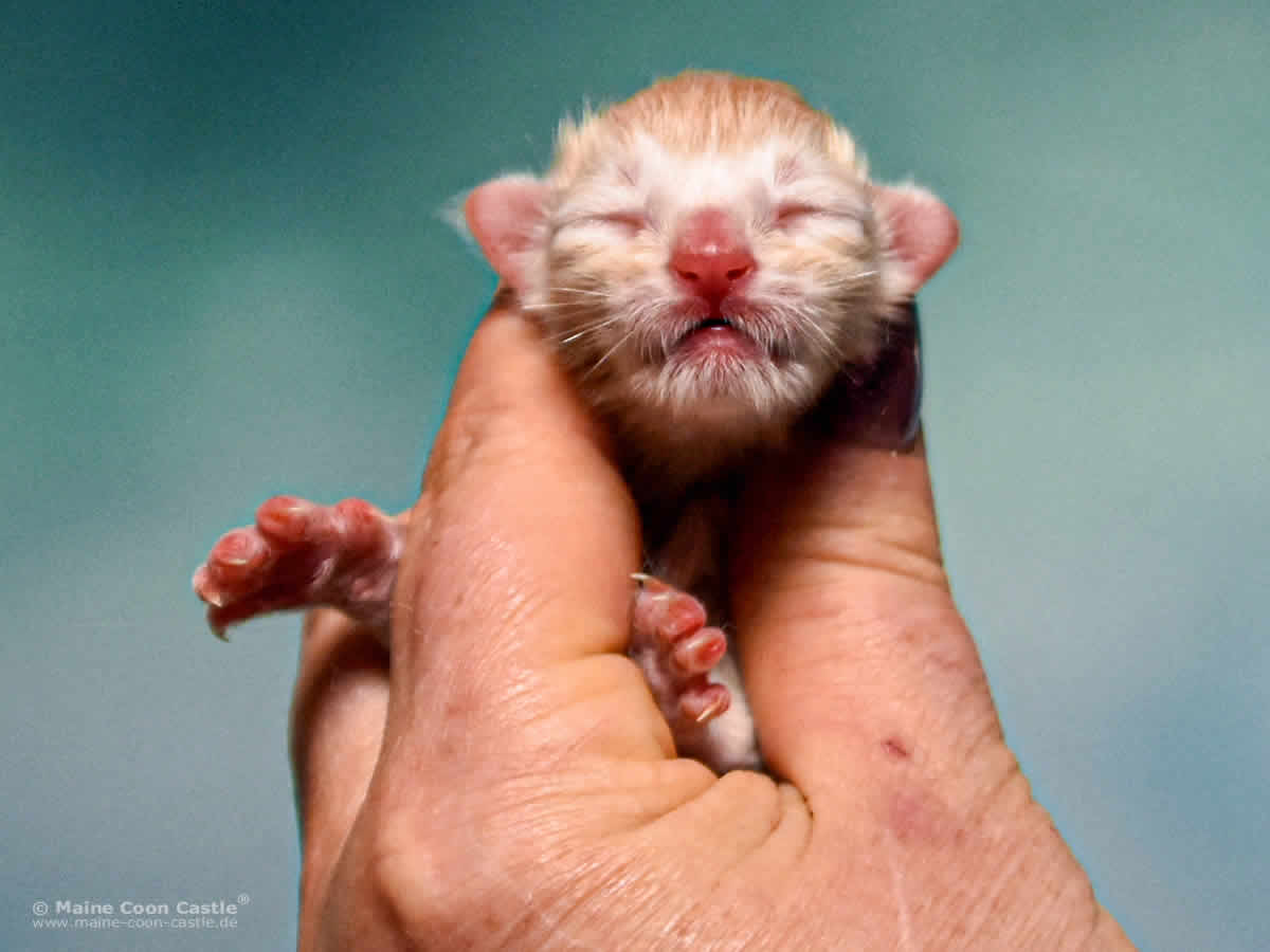 Z3 Zain 1 Tag alt Maine Coon Katzenbaby Z3 Zain 1 Tag alt