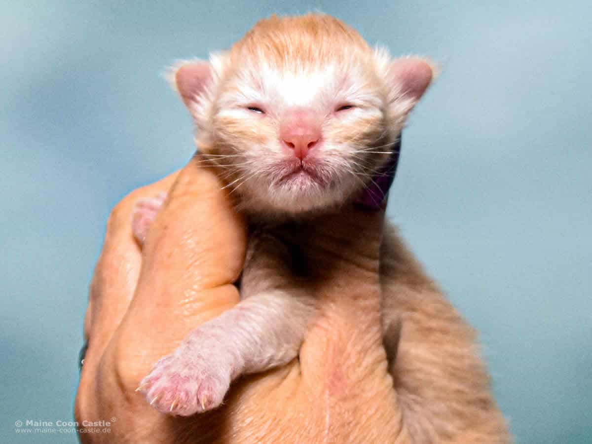 Z3 Zain 1 Woche alt, 151 g Maine Coon Kitten Z3 Zain 1 Woche alt