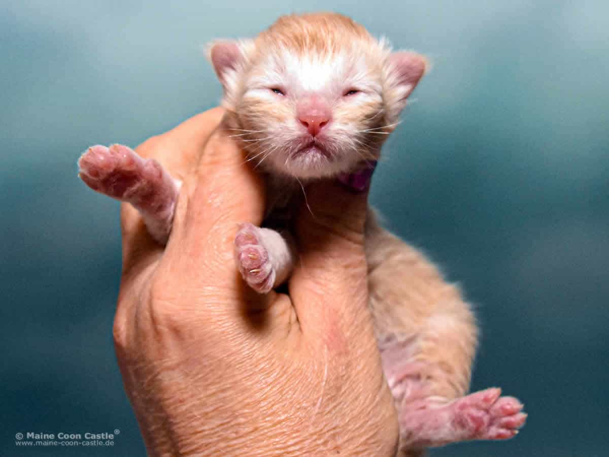 Z3 Zain 1 Woche alt, 151 g Maine Coon Katzenbaby Z3 Zain 1 Woche alt