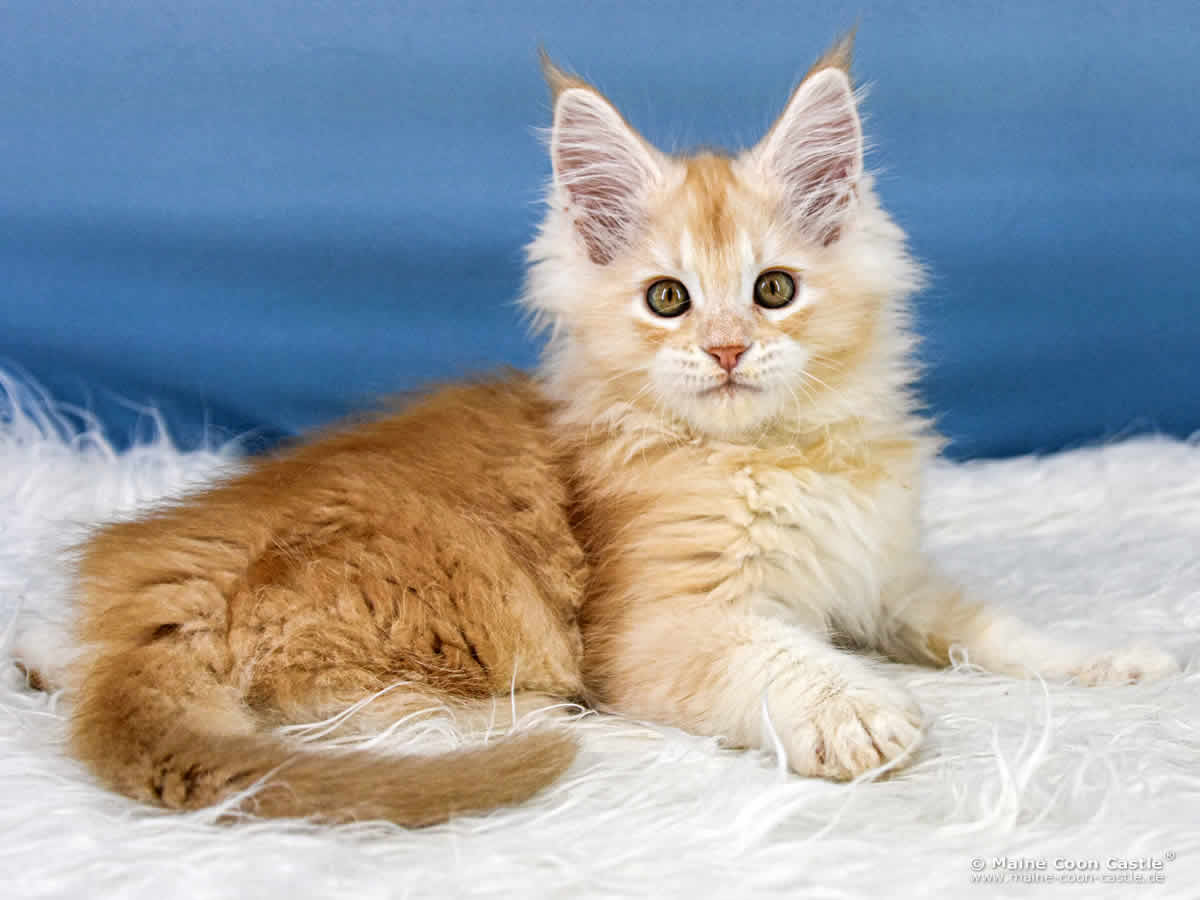 Z3 Zain 10 Wochen alt, 1348 g Maine Coon Kitten Z3 Zain 10 Wochen alt