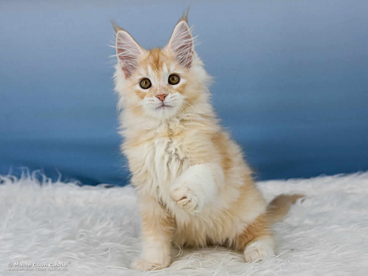 Z3 Zain of Maine Coon Castle Z3 Zain of Maine Coon Castle