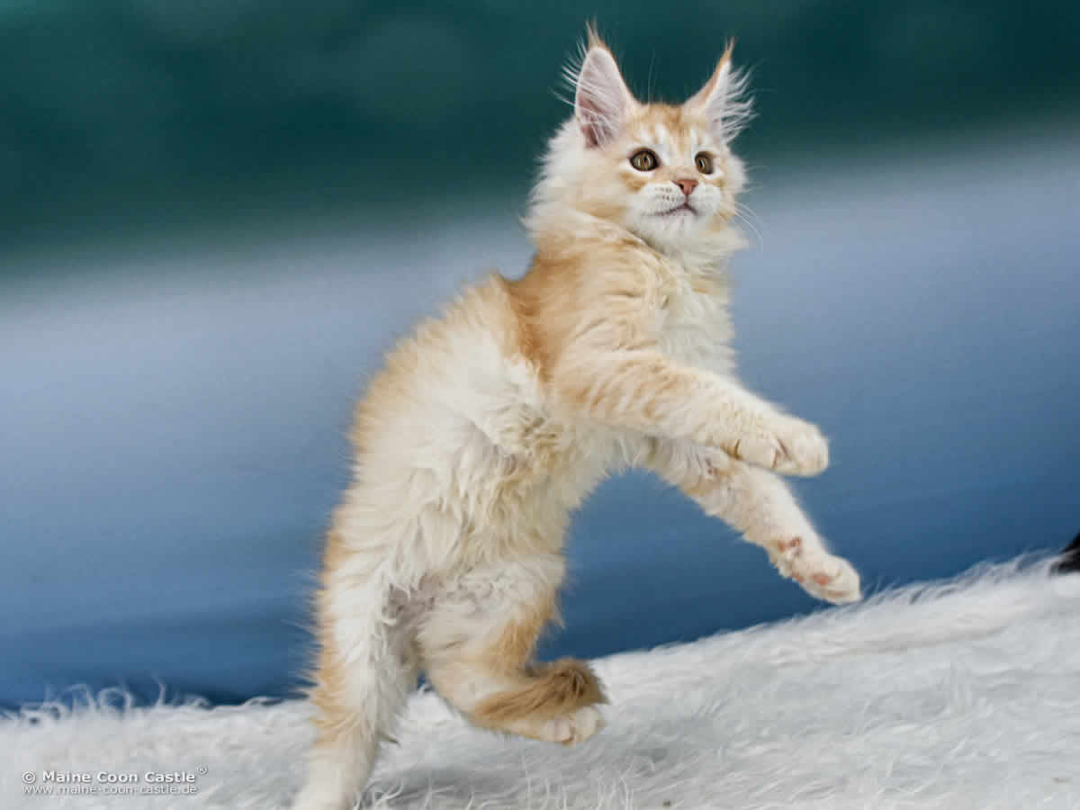 Z3 Zain 12 Wochen alt, 1804 g Maine Coon Kitten Z3 Zain 12 Wochen alt