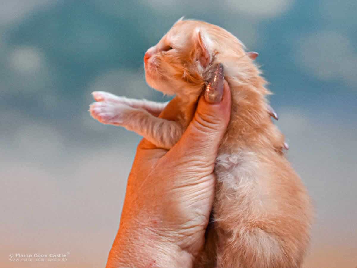 Z3 Zain 2 Wochen alt, 226 g Maine Coon Kitten Z3 Zain 2 Wochen alt