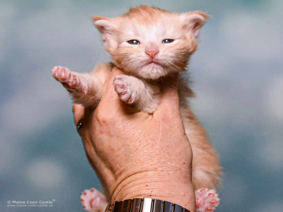 Z3 Zain 3 Wochen alt, 263 g Maine Coon Kitten Z3 Zain 3 Wochen alt