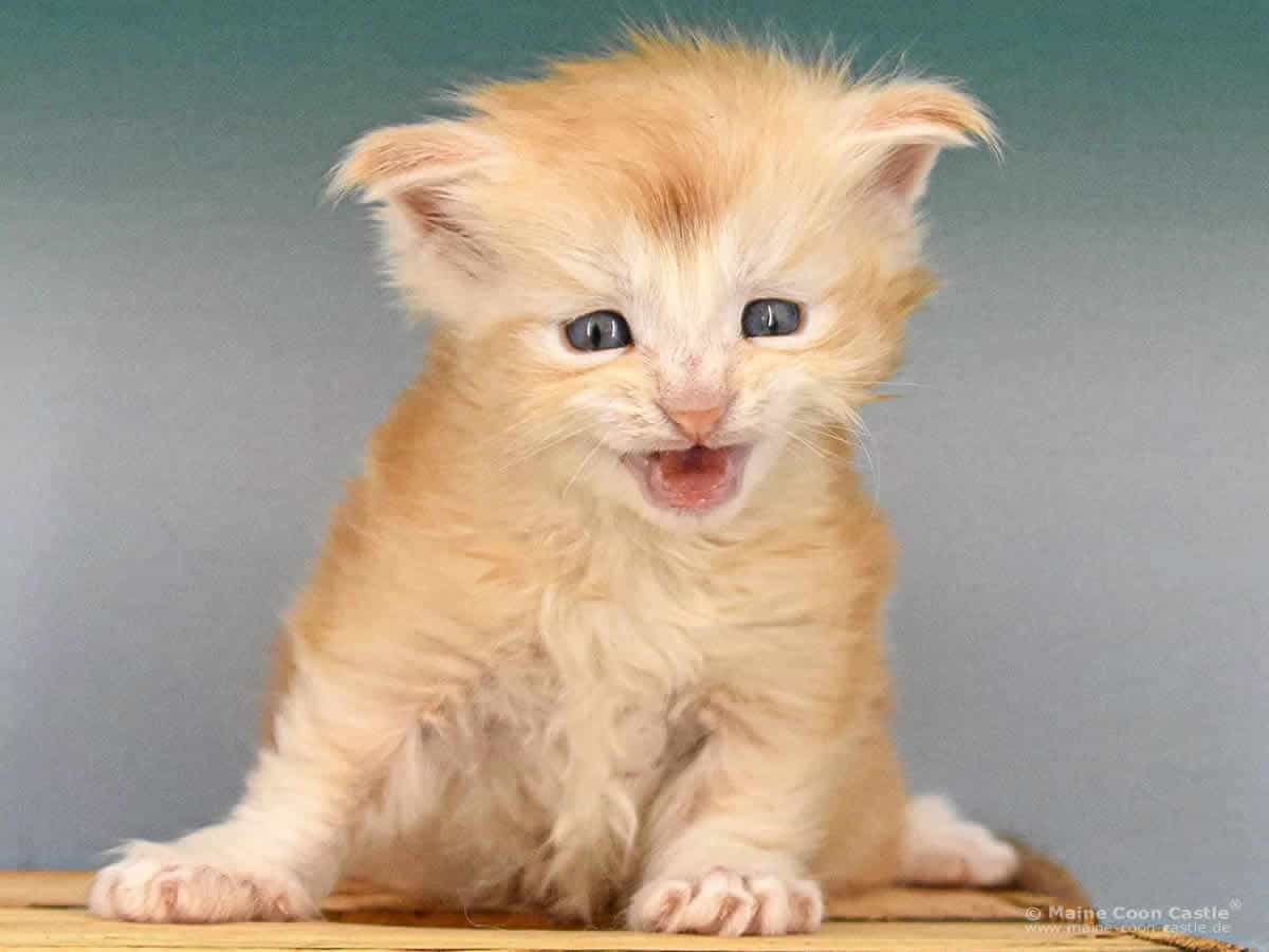 Z3 Zain 4 Wochen alt, 331 g Maine Coon Kitten Z3 Zain 4 Wochen alt