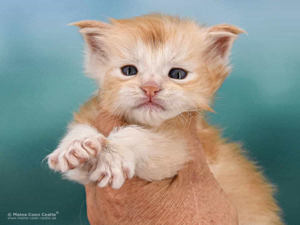 Z3 Zain 4 Wochen alt, 331 g Maine Coon Kitten Z3 Zain 4 Wochen alt