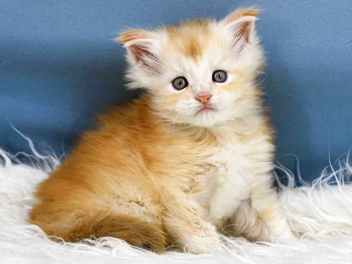 Z3 Zain 5 Wochen alt, 473g Maine Coon Kitten Z3 Zain 5 Wochen alt