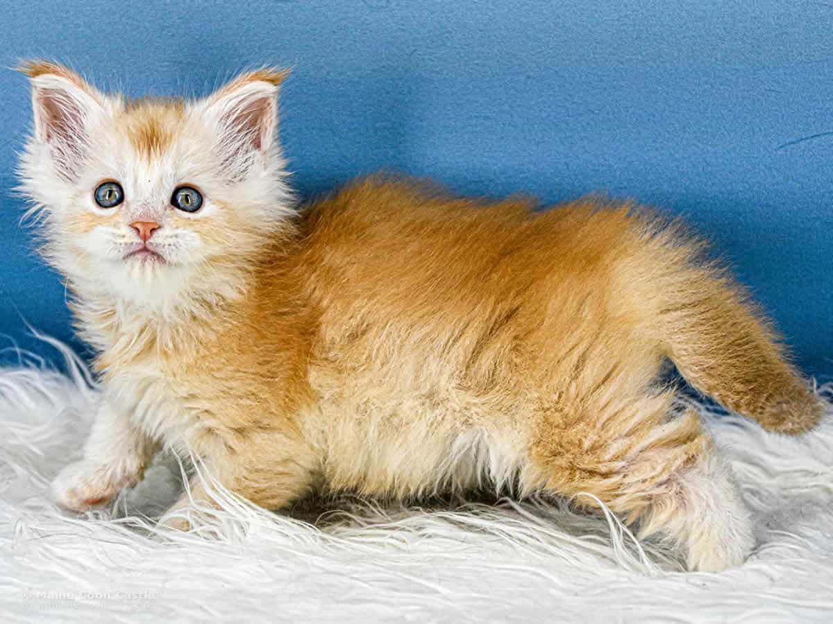 Z3 Zain 6 Wochen alt, 637 g Maine Coon Kitten Z3 Zain 6 Wochen alt