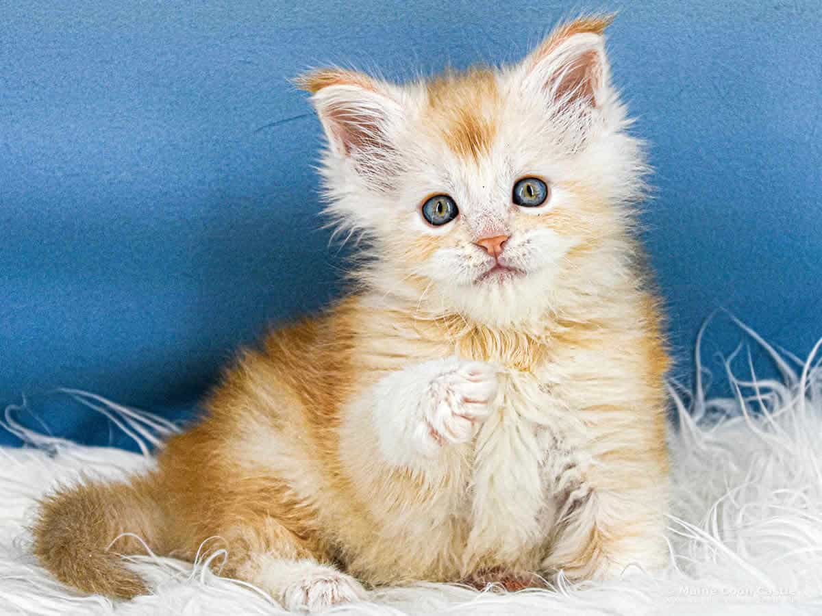 Z3 Zain 6 Wochen alt, 637 g Maine Coon Kitten Z3 Zain 6 Wochen alt