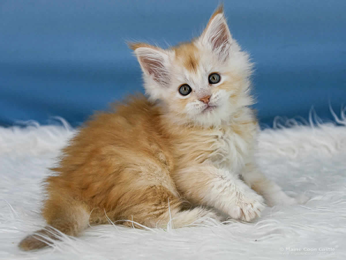 Z3 Zain 7 Wochen alt, 814 g Maine Coon Kitten Z3 Zain 7 Wochen alt