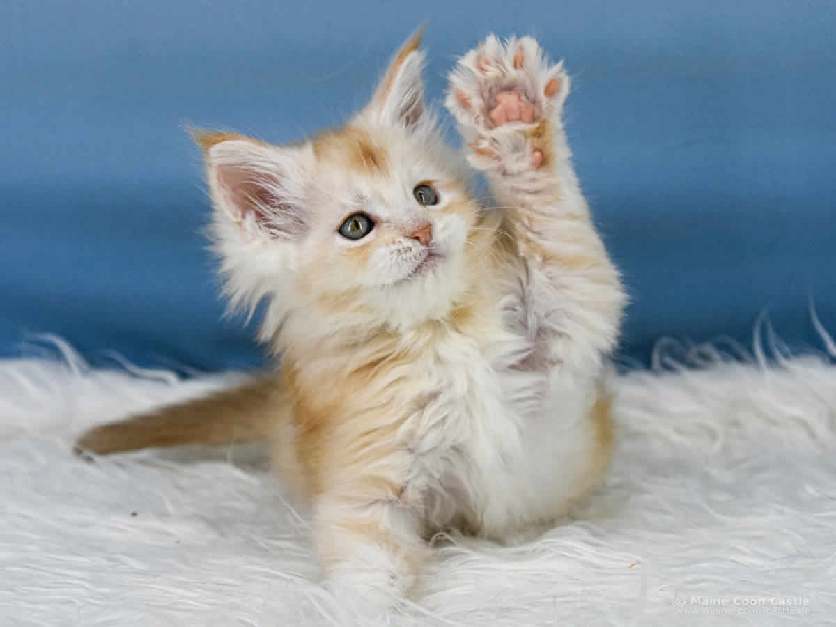 Z3 Zain 7 Wochen alt, 814 g Maine Coon Kitten Z3 Zain 7 Wochen alt