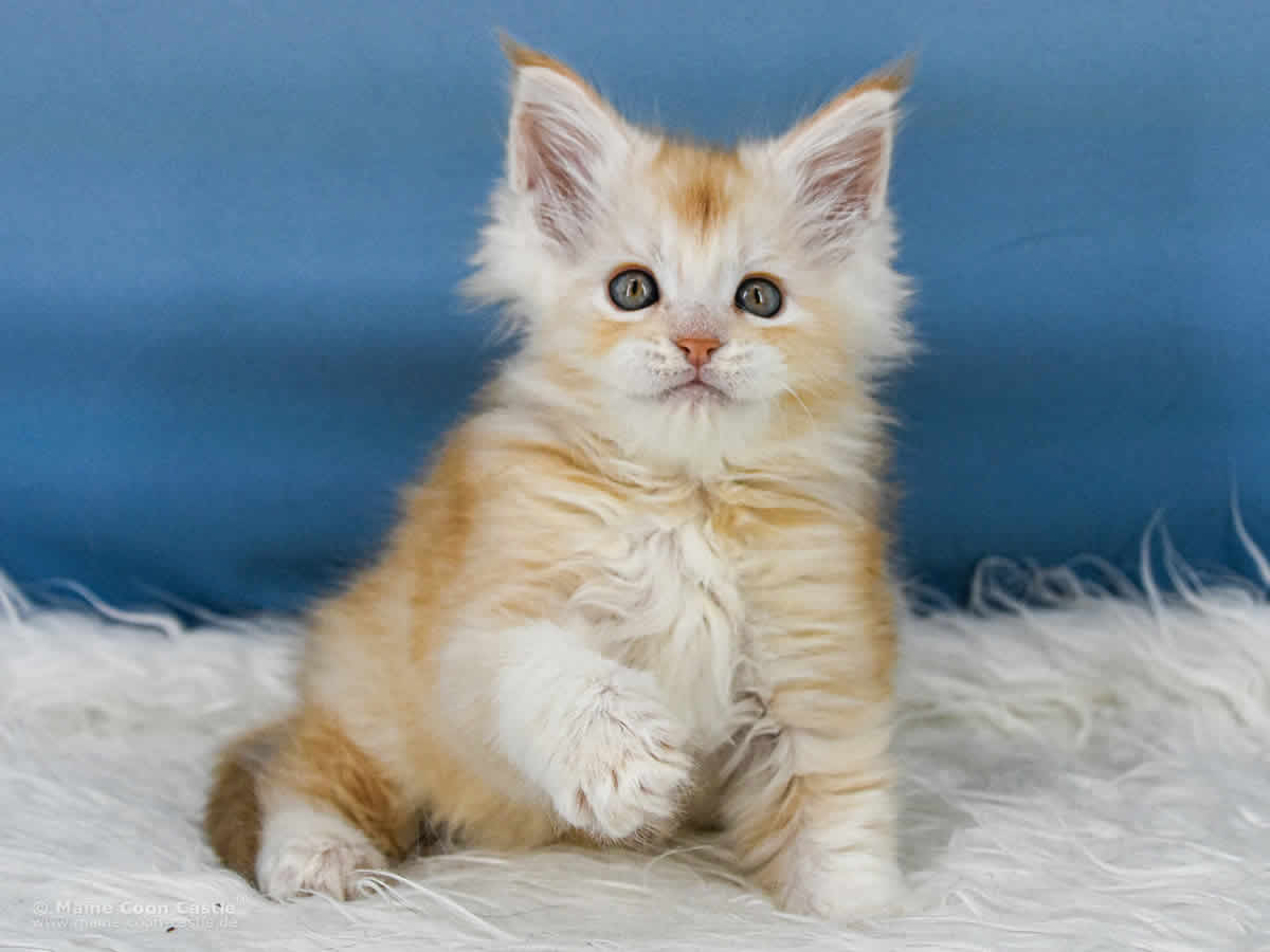 Maine Coon Kitten Zain 7 Wochen alt Maine Coon Kitten Zain 7 Wochen alt