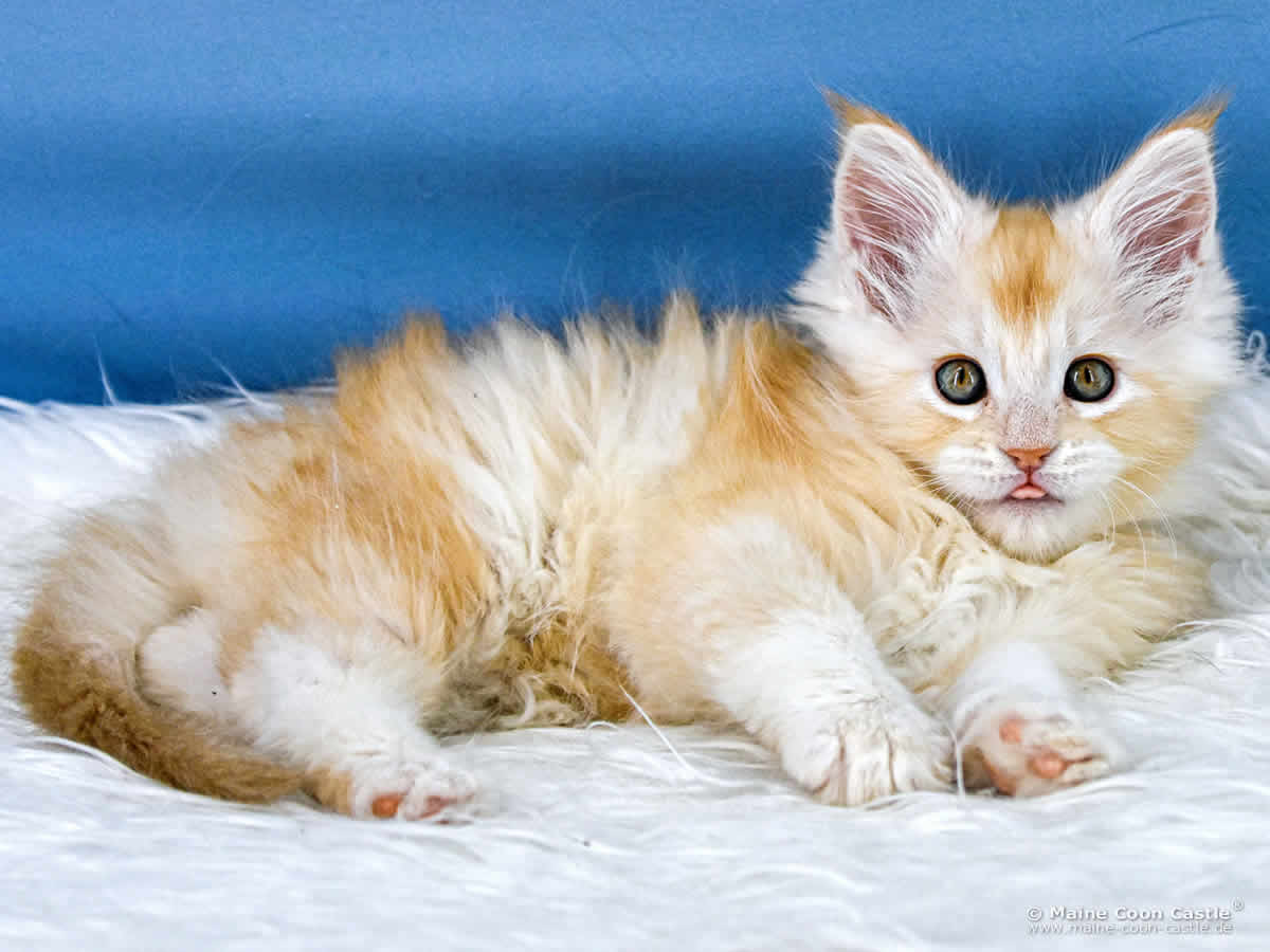 Z3 Zain 8 Wochen alt, 1003g Maine Coon Kitten Z3 Zain 8 Wochen alt