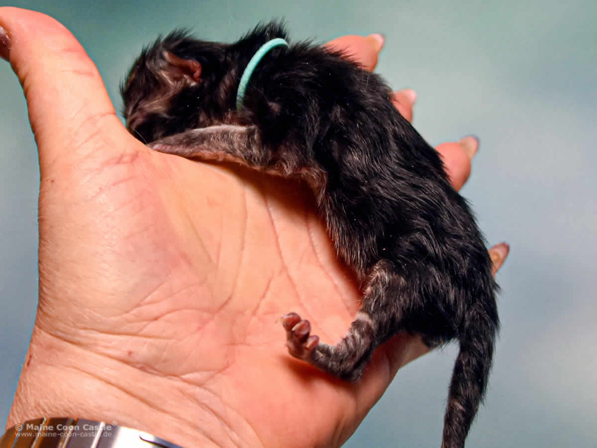 Z3 Zarina 1 Tag alt Maine Coon Katzenbaby Z3 Zarina 1 Tag alt