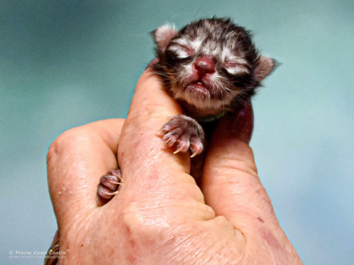 Z3 Zarina of Maine Coon Castle Z3 Zarina of Maine Coon Castle