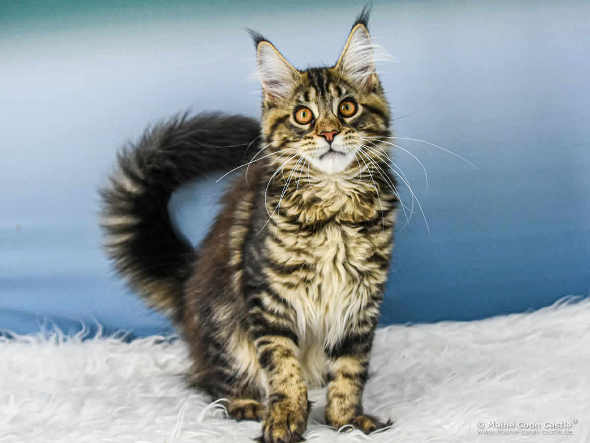 A4 Aurora of Maine Coon Castle A4 Aurora of Maine Coon Castle