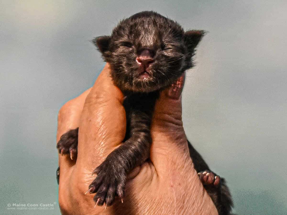 A4 Loki 1 Tag alt Maine Coon Katzenbaby A4 Loki 1 Tag alt