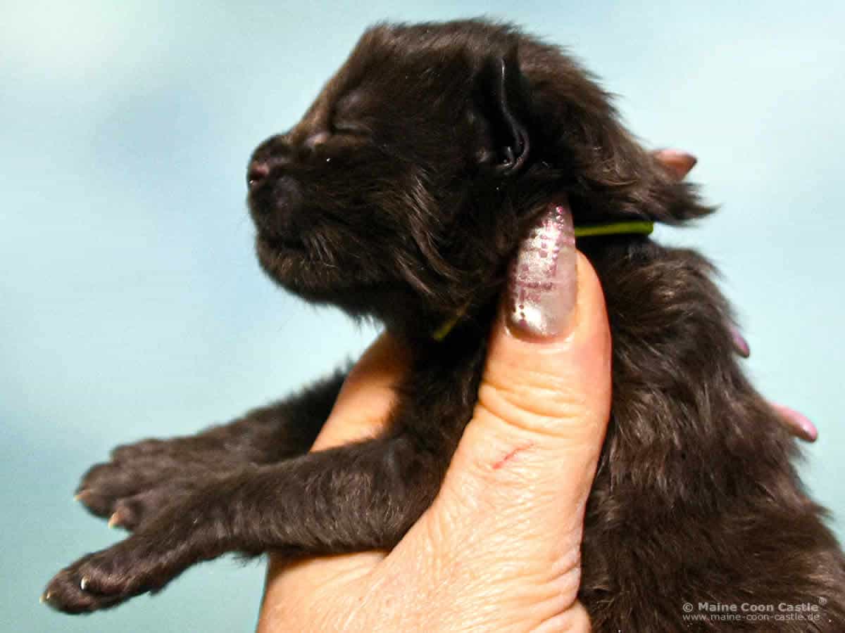 A4 Loki 1 Woche alt Maine Coon Katzenbaby A4 Loki 1 Woche alt