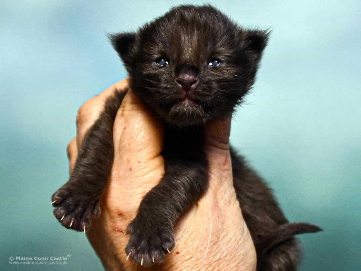 A4 Loki 1 Woche alt, 266 g Maine Coon Katzenbaby A4 Loki 1 Woche alt