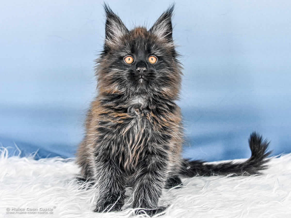 A4 Loki 10 Wochen alt, 1815 g Maine Coon Katzenbaby A4 Loki 10 Wochen alt