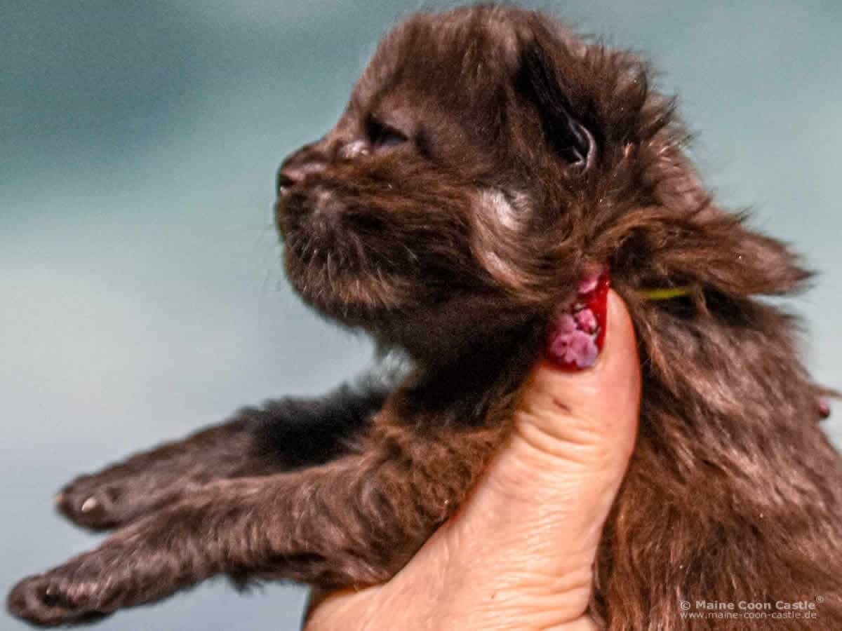 A4 Loki 2 Wochen alt Maine Coon Katzenbaby A4 Loki 2 Wochen alt