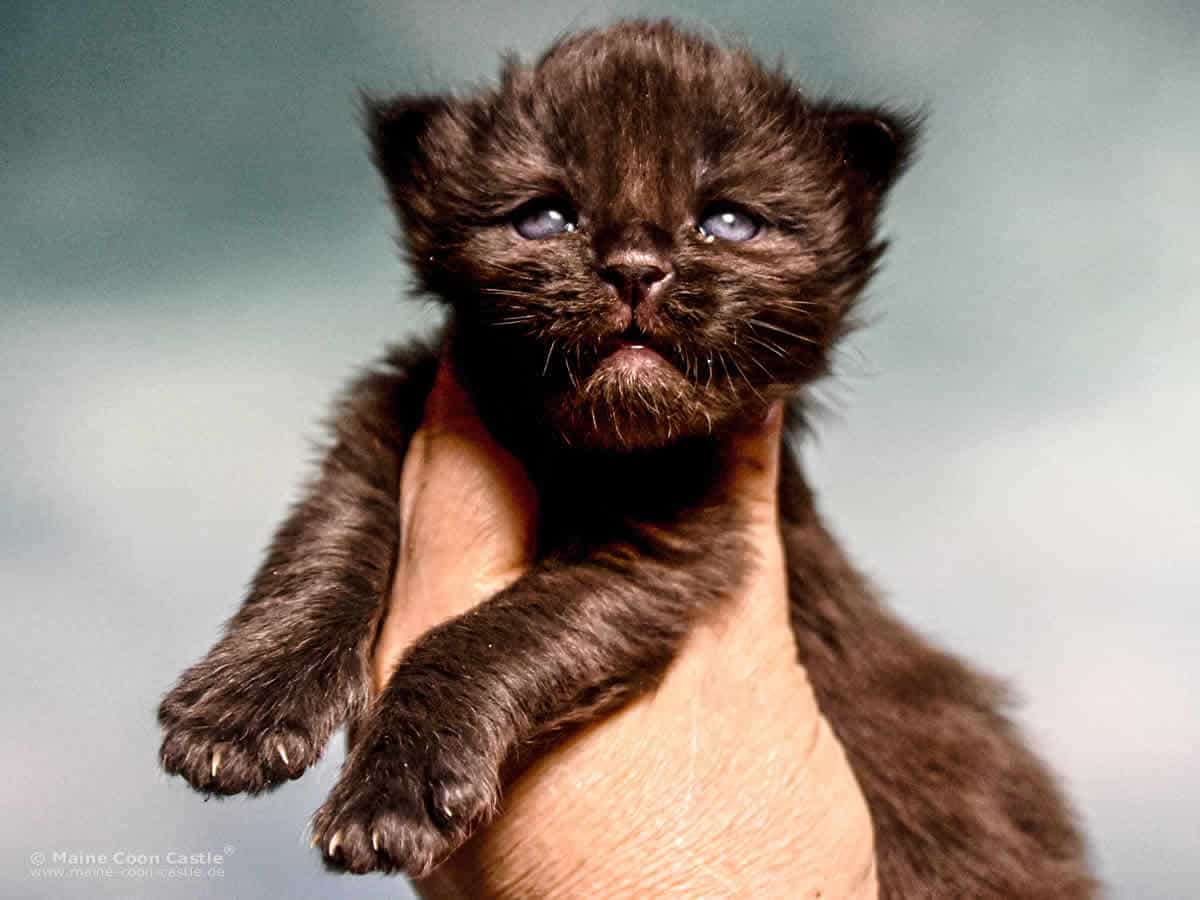 A4 Loki 2 Wochen alt, 440 g Maine Coon Katzenbaby A4 Loki 2 Wochen alt