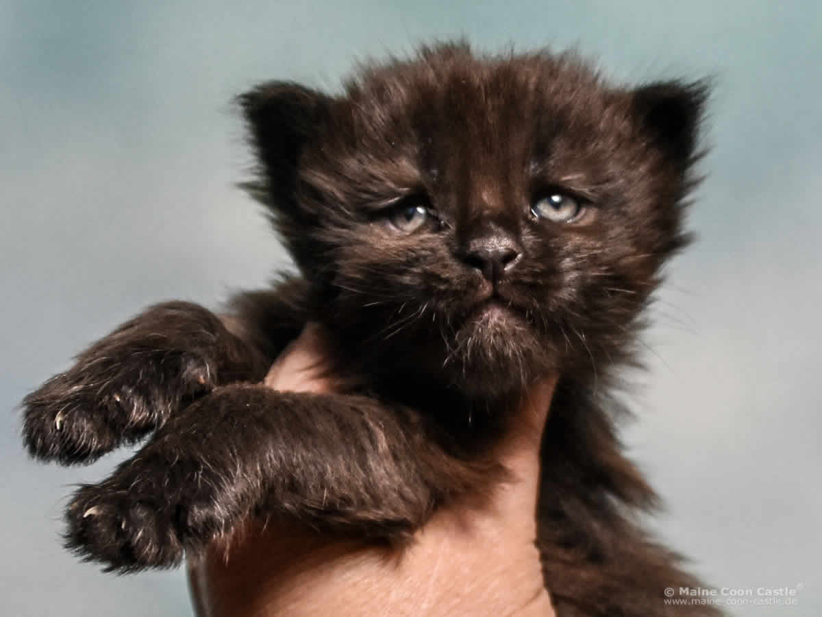A4 Loki 3 Wochen alt, 602 g Maine Coon Katzenbaby A4 Loki 3 Wochen alt