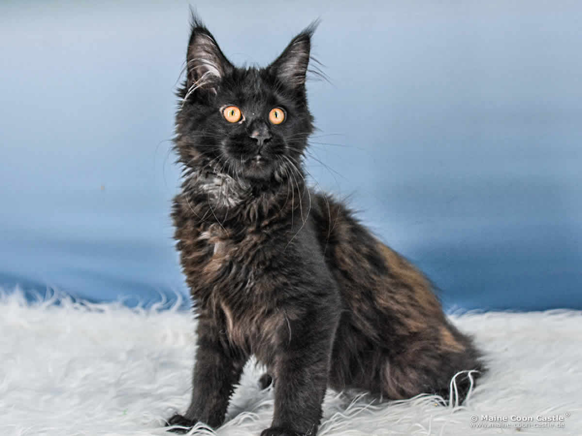 A4 Loki of Maine Coon Castle A4 Loki of Maine Coon Castle