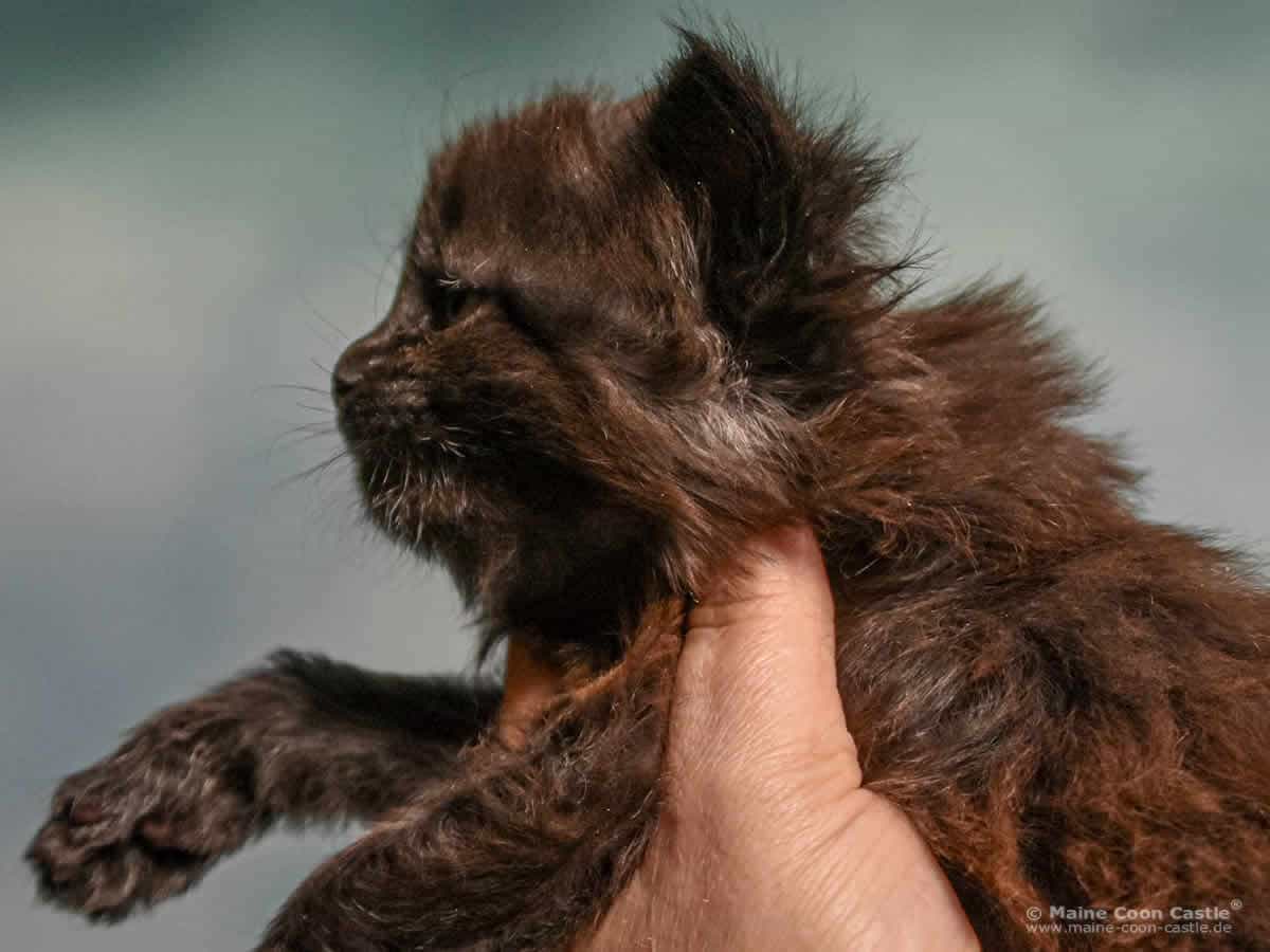 A4 Loki 4 Wochen alt, 763 g Maine Coon Katzenbaby A4 Loki 4 Wochen alt