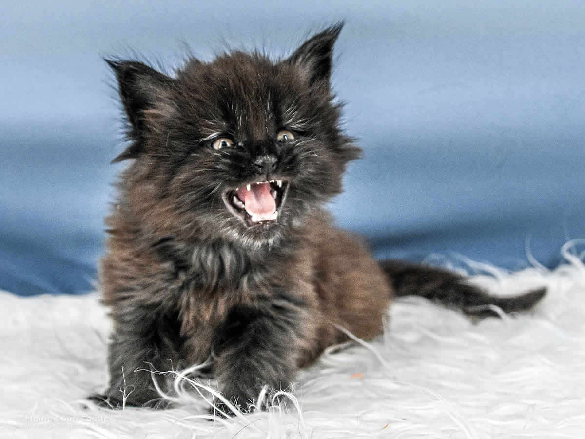 A4 Loki 5 Wochen alt, 914 g Maine Coon Katzenbaby A4 Loki 5 Wochen alt