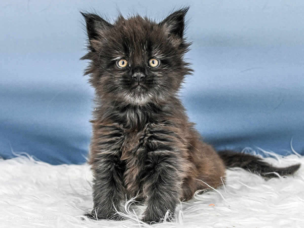 A4 Loki 5 Wochen alt, 914 g Maine Coon Katzenbaby A4 Loki 5 Wochen alt